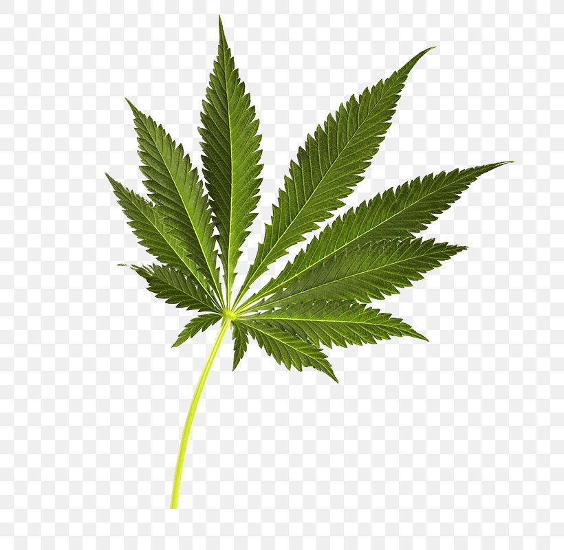Cannabis Sativa, PNG, 682x800px, Cannabis, Cannabis Sativa, Cigarette, Copying, Drug Download Free