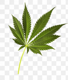 Cannabis Green Leaves - Cannabis Sativa PNG