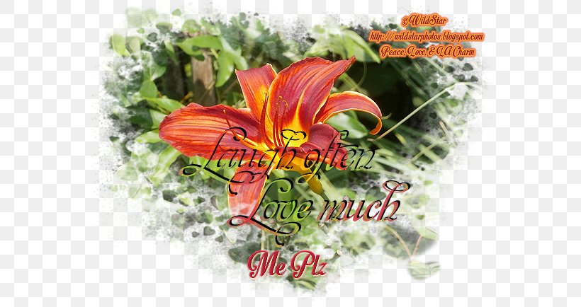 Cut Flowers Flowering Plant, PNG, 579x434px, Cut Flowers, Flora, Flower, Flowering Plant, Plant Download Free