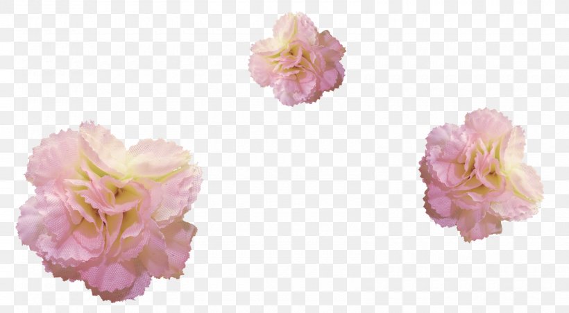 Flower Cabbage Rose Ping Painting, PNG, 1600x881px, Flower, Blog, Cabbage Rose, Color, Cut Flowers Download Free