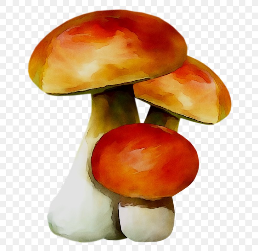 Mushroom Orange S.A., PNG, 695x800px, Mushroom, Agaric, Agaricaceae, Agaricomycetes, Agaricus Download Free