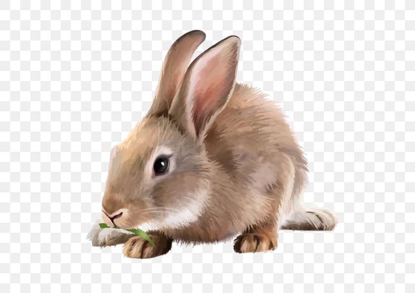 White Rabbit Mountain Hare, PNG, 600x579px, White Rabbit, Domestic Rabbit, Fauna, Hare, Mammal Download Free