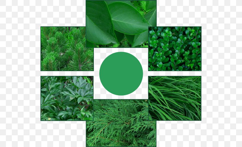 Common Lilac Leaf Gardening Cupressus, PNG, 546x500px, Common Lilac, Cmyk Color Model, Color, Cupressus, Cypress Download Free