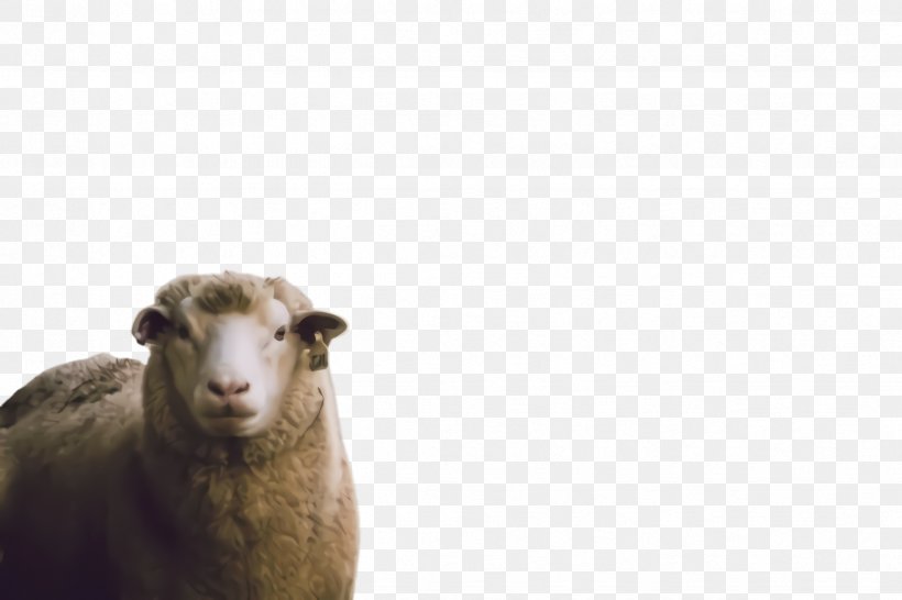 Eid Al Adha Sheep, PNG, 2448x1632px, Sheep, Cowgoat Family, Dhu Al Hijjah, Eid Al Adha, Eid Ul Adha Download Free