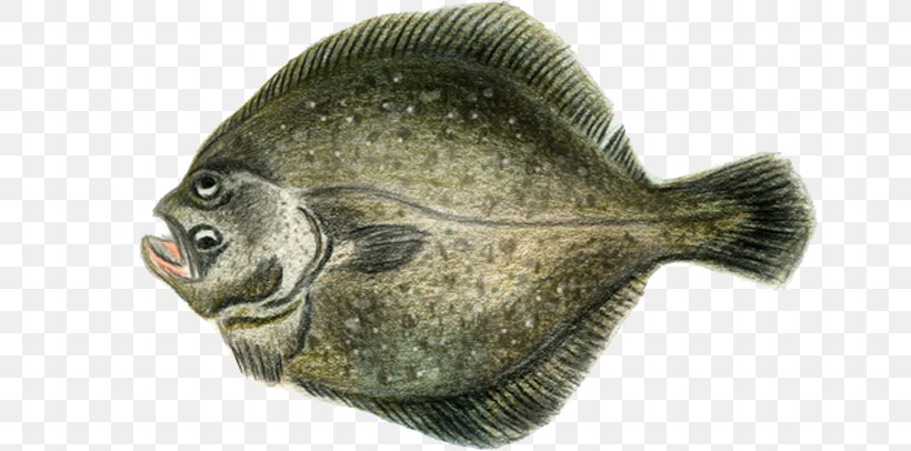 Norway Fjord Flounder Turbot Gadidae, PNG, 653x406px, Norway, Angling, Coast, Fauna, Fish Download Free