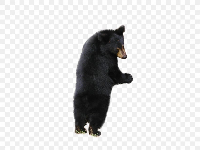 American Black Bear Brown Bear, PNG, 1440x1080px, Bear, Alces, American Black Bear, Brown Bear, Carnivoran Download Free