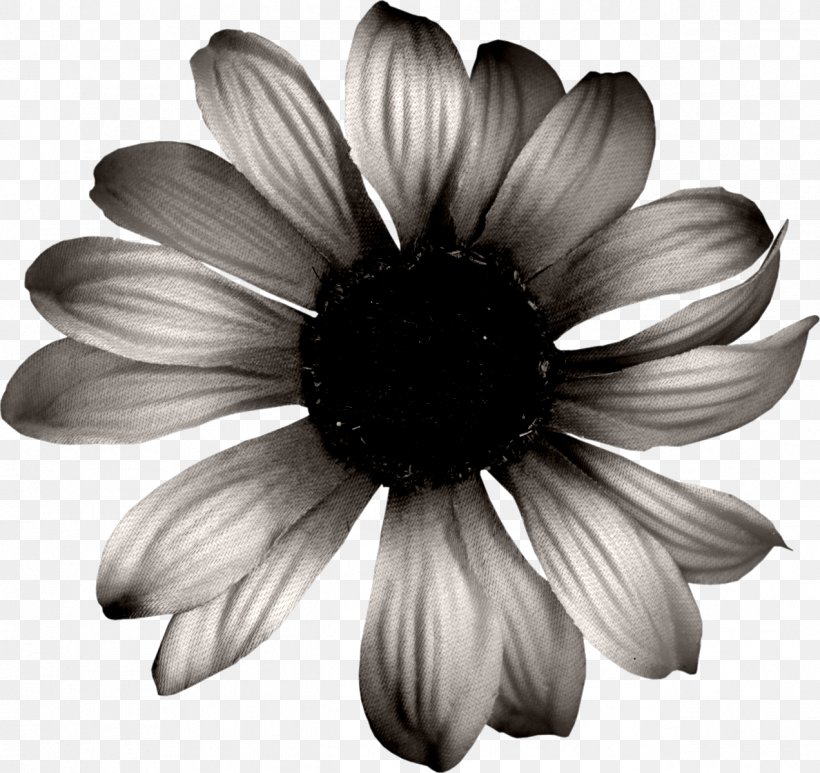 Common Sunflower Download Black And White, PNG, 1272x1200px, Common Sunflower, Black, Black And White, Chrysanthemum, Chrysanths Download Free