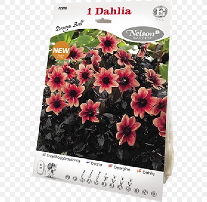 Family Shrub P!nk, PNG, 800x800px, Family, Flora, Flower, Flowering Plant, Petal Download Free