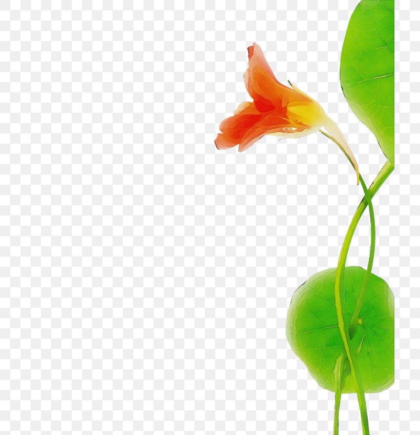 Flower Plant Plant Stem Leaf Anthurium, PNG, 720x848px, Watercolor, Anthurium, Flower, Leaf, Paint Download Free