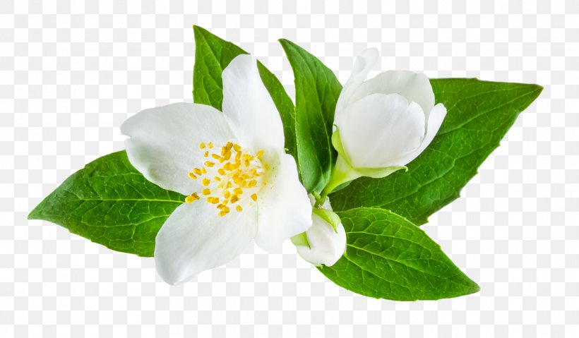 Jasminum Officinale Flower Stock Photography, PNG, 1764x1032px, Jasminum Officinale, Blossom, Floral Scent, Flower, Flowering Plant Download Free