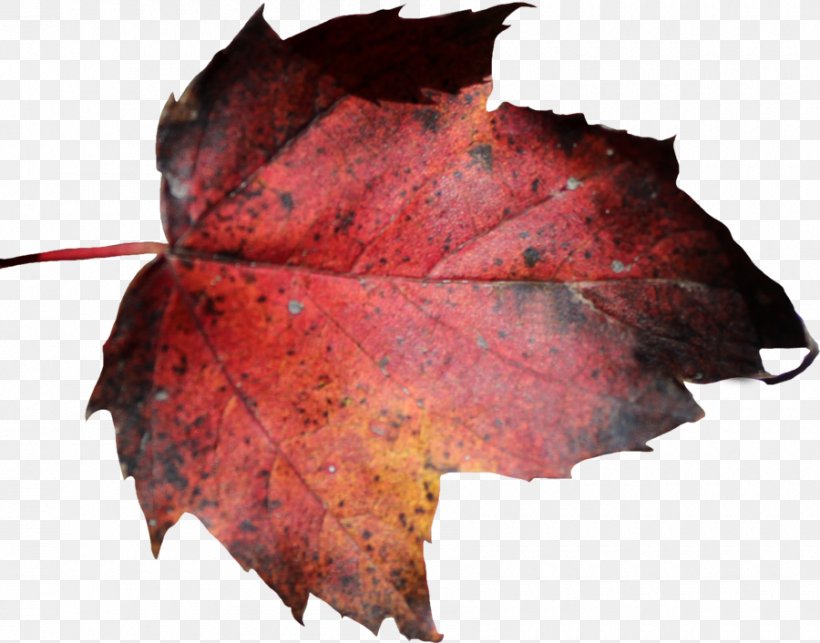 Maple Leaf Autumn Leaf Color, PNG, 900x706px, Leaf, Autumn, Autumn Leaf Color, Maple Leaf, Photography Download Free