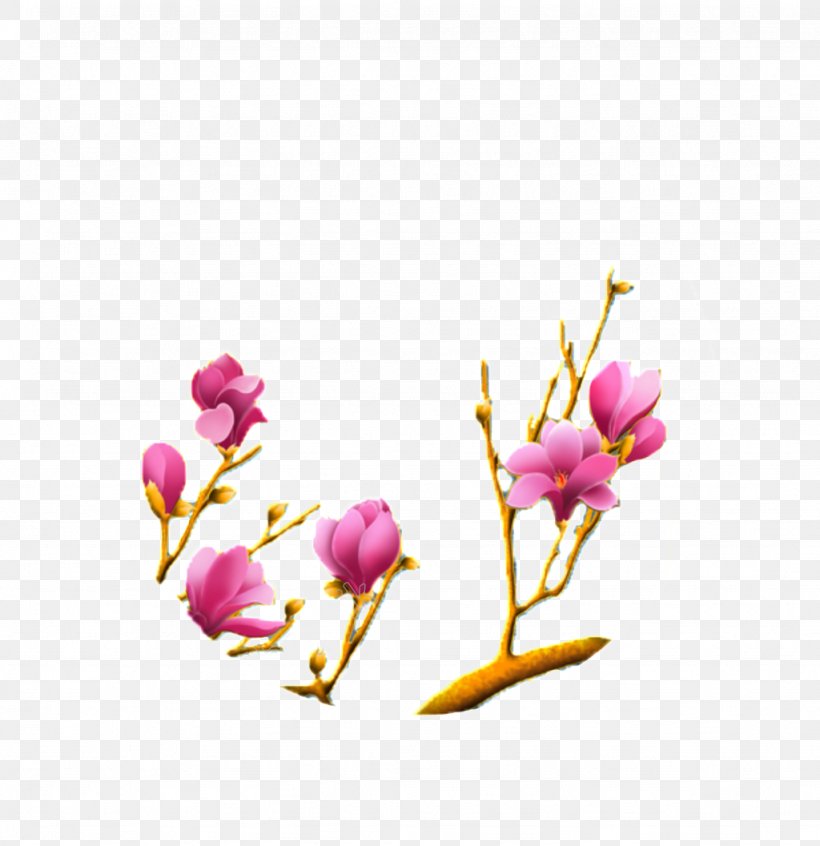 Vector Graphics Yulan Magnolia Magnolia Liliiflora Chinese Magnolia, PNG, 1024x1057px, Yulan Magnolia, Blossom, Botany, Branch, Bud Download Free