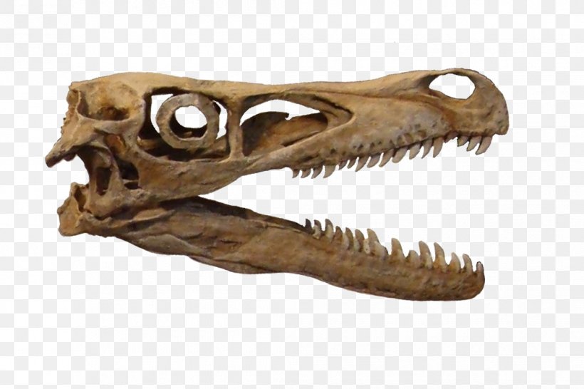 Velociraptor Tyrannosaurus Dinosaur Dromaeosaurus Sclerotic Ring, PNG, 1044x696px, Velociraptor, Bone, Bucky, Dinosaur, Dromaeosaurus Download Free