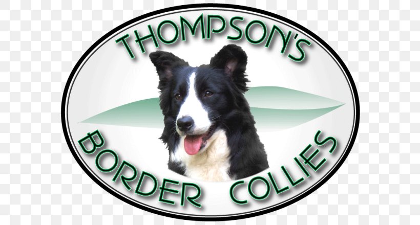 Dog Breed Border Collie Rough Collie Snout, PNG, 600x440px, Dog Breed, Border Collie, Breed, Carnivoran, Dog Download Free