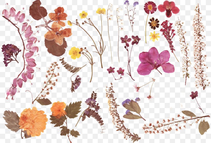Dried Material, PNG, 1024x695px, Paper, Art, Blossom, Branch, Color Download Free