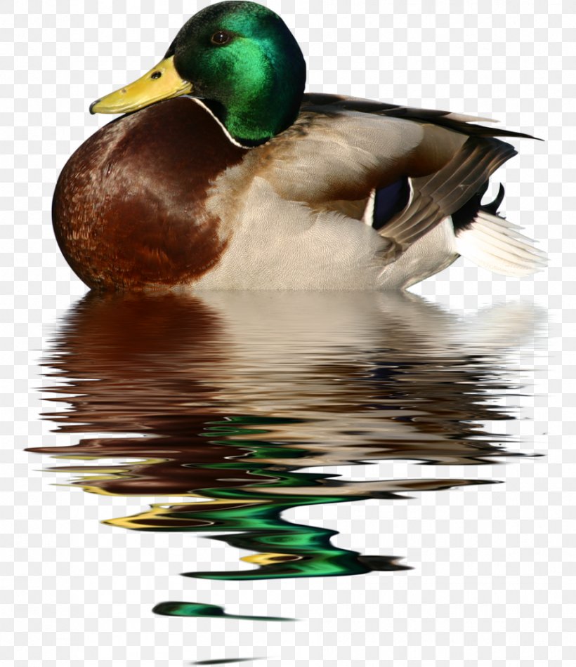 Duck Goose Cygnini Mallard, PNG, 932x1080px, Duck, Beak, Bird, Canada Goose, Cygnini Download Free