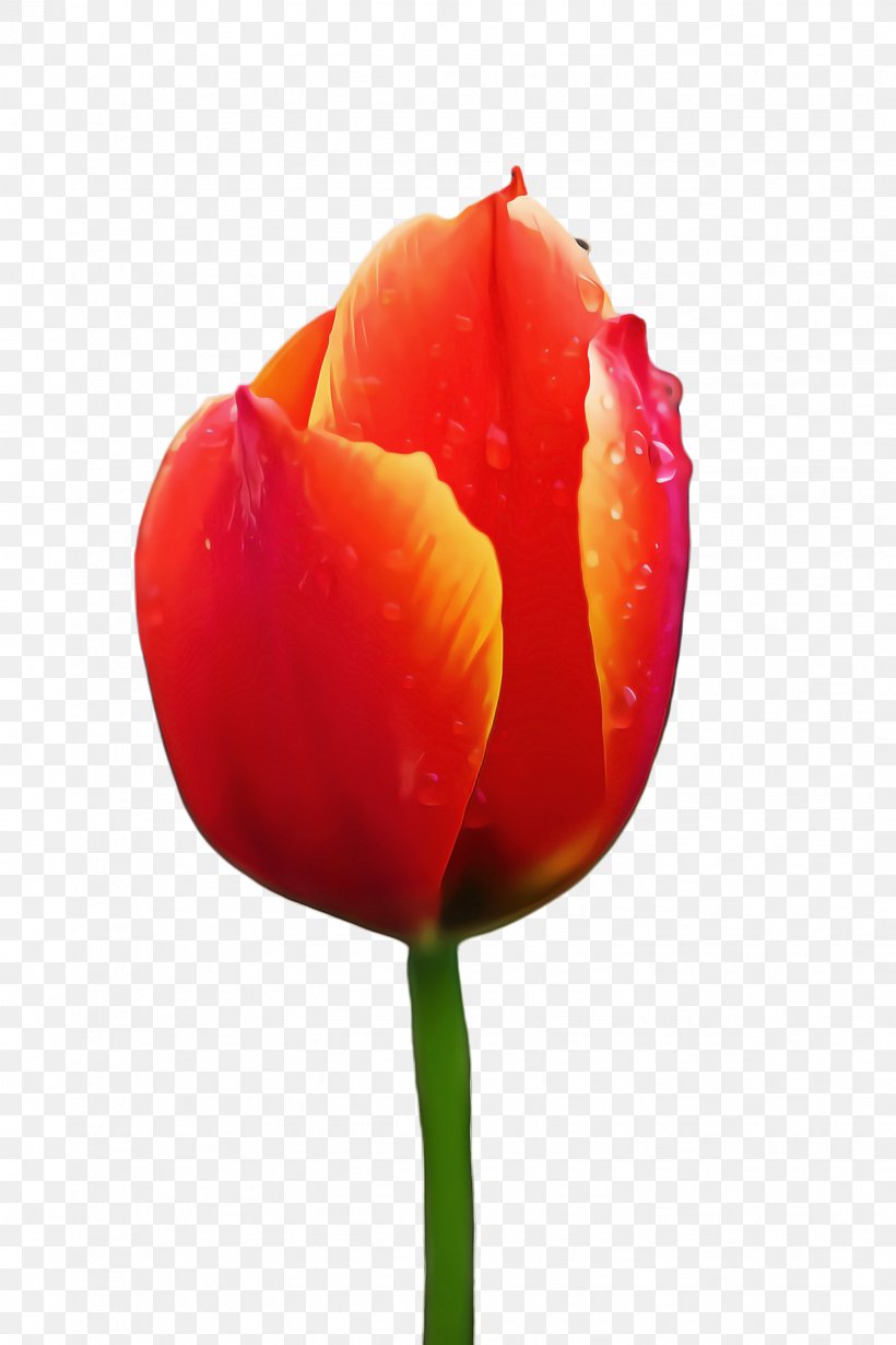 Flowers Background, PNG, 1632x2448px, Tulip, Blossom, Bud, Closeup, Coquelicot Download Free