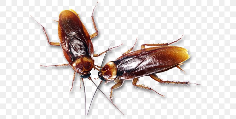 German Cockroach Insecticide Pest Control, PNG, 619x414px, Cockroach, Ant, Arthropod, Bait, Bed Bug Download Free
