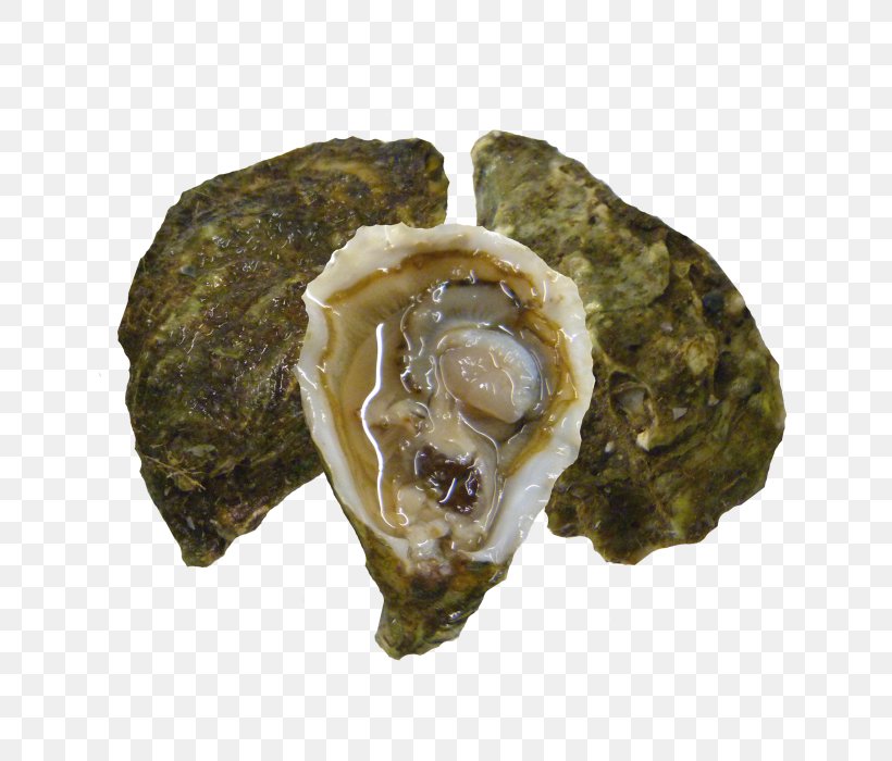 Oyster, PNG, 700x700px, Oyster, Animal Source Foods, Clams Oysters Mussels And Scallops, Seafood Download Free