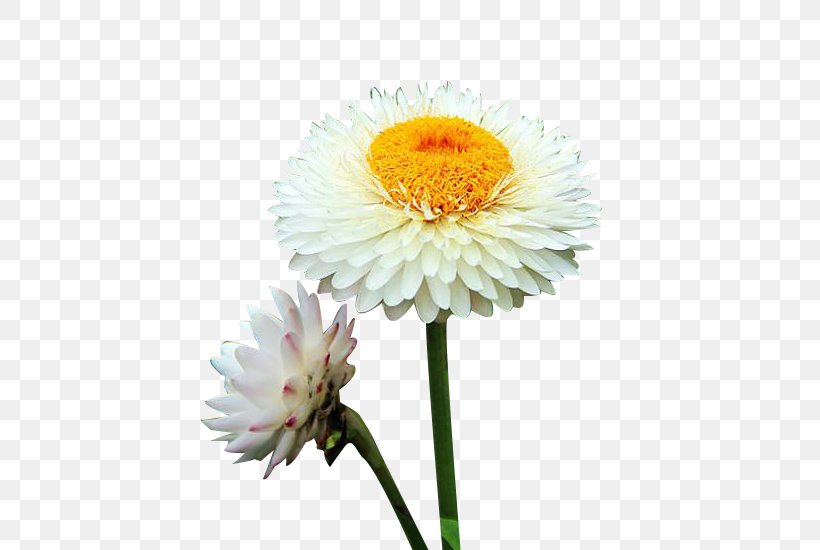 Chrysanthemum Xd7grandiflorum Oxeye Daisy Euclidean Vector, PNG, 500x550px, Chrysanthemum Xd7grandiflorum, Annual Plant, Aster, Chrysanthemum, Chrysanths Download Free