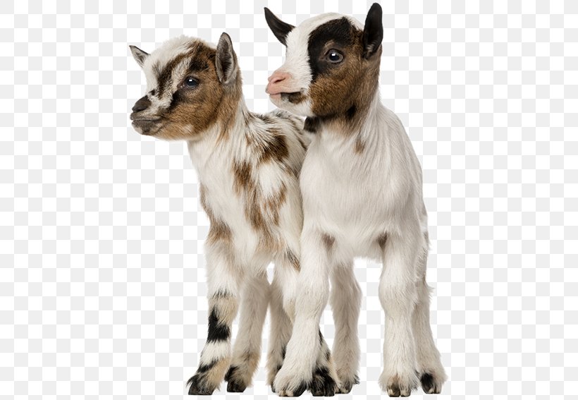 Goat Wild- Und Freizeitpark Ostrittrum Stock Photography Royalty-free, PNG, 461x567px, Goat, Alamy, Bigstock, Cattle Like Mammal, Cow Goat Family Download Free