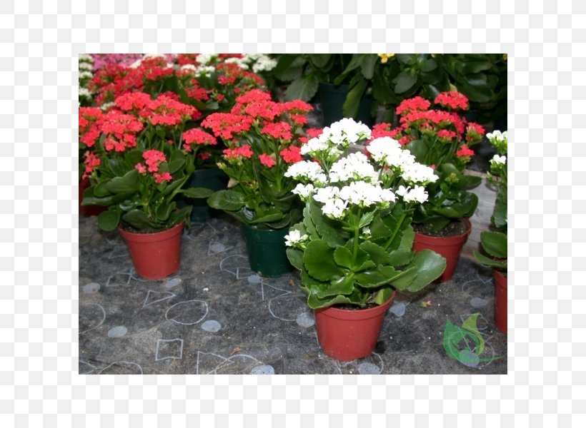 Houseplant Florist Kalanchoe Bryophyllum Daigremontianum Bryophyllum Pinnatum, PNG, 600x600px, Plant, Annual Plant, Bryophyllum Daigremontianum, Bryophyllum Pinnatum, Cut Flowers Download Free