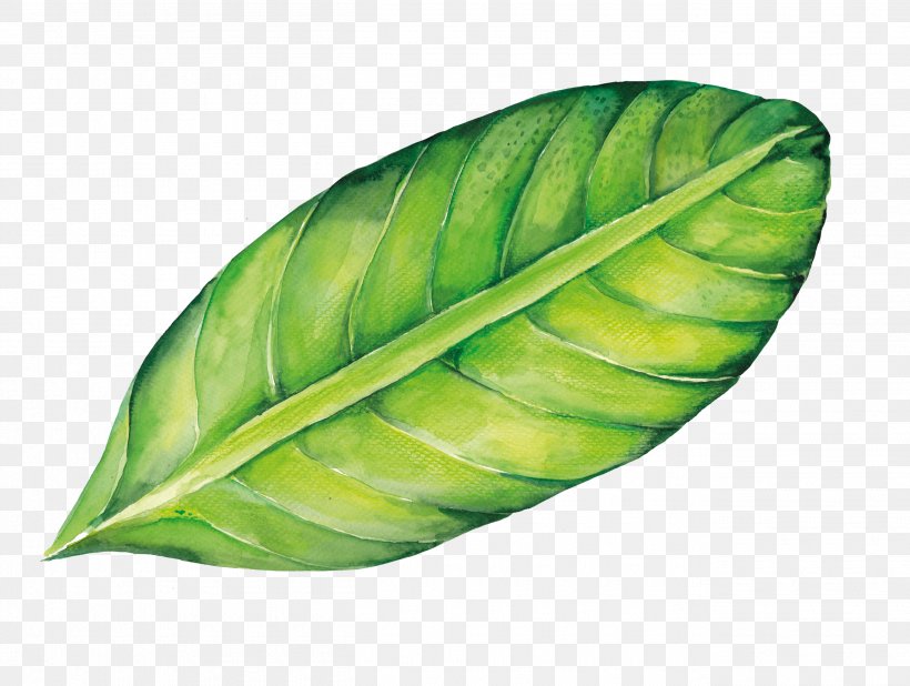 Leaf Cartoon, PNG, 2610x1969px, Leaf, Art, Cartoon, Green, Organism Download Free