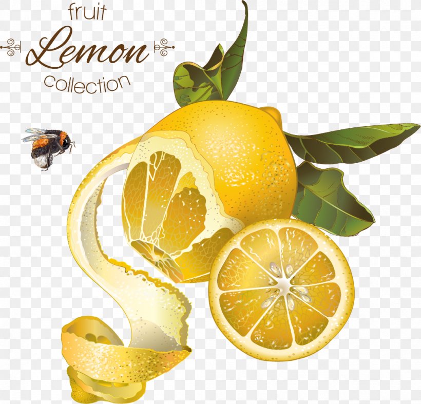 Lemon Fruit Illustration, PNG, 1047x1005px, Lemon, Bitter Orange, Chenpi, Citric Acid, Citron Download Free