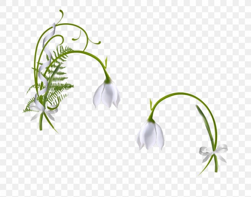 Ornamental Plant Snowdrop Leaf Clip Art, PNG, 1414x1110px, Ornamental Plant, Animaatio, Branch, Computer, Flora Download Free