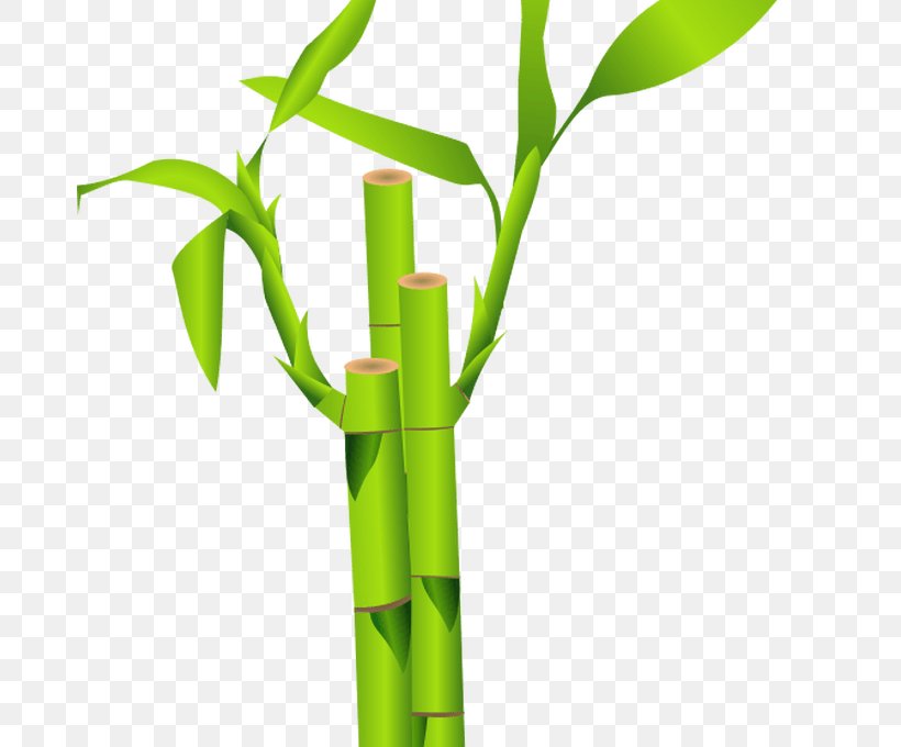 Tropical Woody Bamboos Clip Art Vector Graphics, PNG, 680x680px, Bamboo, Flower, Flowering Plant, Grass, Grass Family Download Free