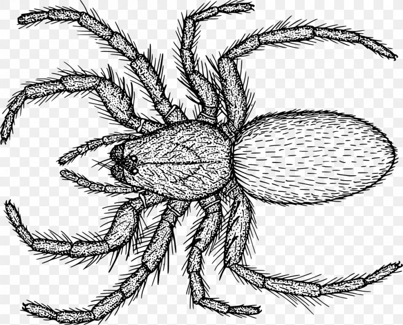 Drawing Line Art, PNG, 1000x808px, Drawing, Arthropod, Artwork, Black And White, Elements Of Art Download Free