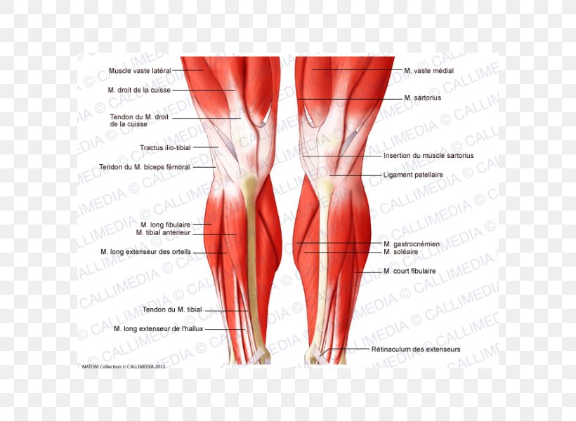 Knee Muscle Human Body Anatomy Tendon, PNG, 600x600px, Watercolor