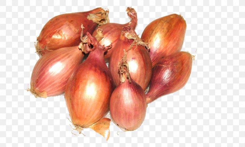Shallot Yellow Onion Garlic Vegetarian Cuisine Red Onion, PNG, 1278x769px, Shallot, Agricultural Engineering, Allioideae, Beetroot, Cultivar Download Free