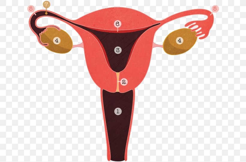 Tubal Ligation Ligature Menstruation Adenomyosis Reproductive System, PNG, 642x541px, Watercolor, Cartoon, Flower, Frame, Heart Download Free