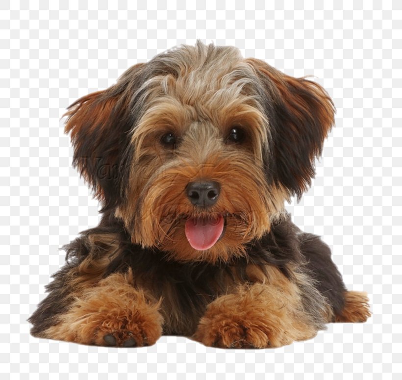 Yorkshire Terrier Norfolk Terrier Schnoodle Morkie Cavapoo, PNG, 800x775px, Yorkshire Terrier, Carnivoran, Cavapoo, Companion Dog, Crossbreed Download Free