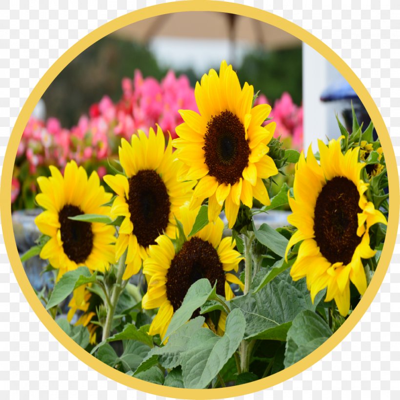 Common Sunflower Country Garden Shed Annual Plant Sunflower Seed, PNG, 1016x1016px, Common Sunflower, Annual Plant, County, Daisy Family, Flower Download Free