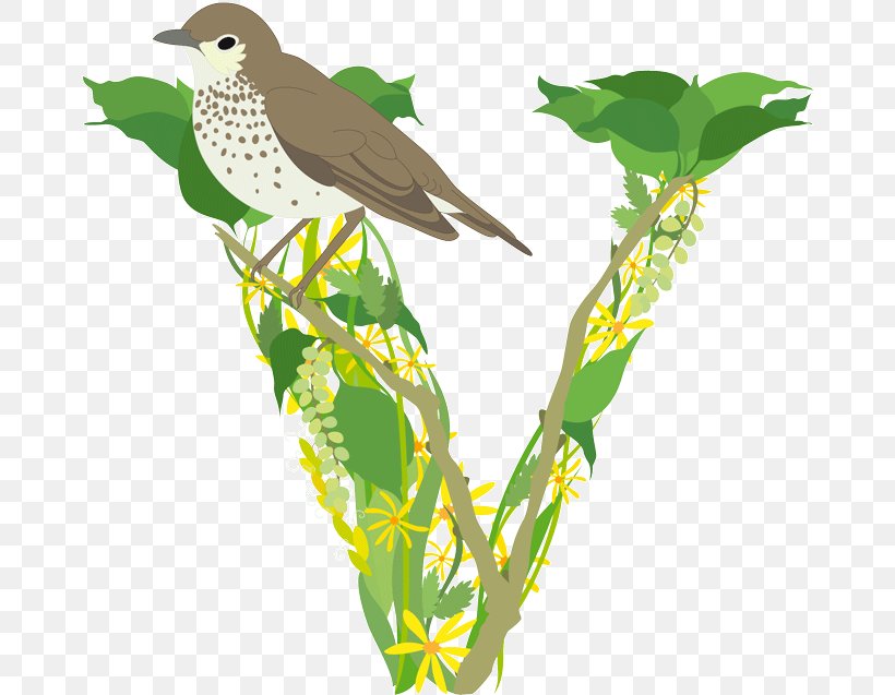Flora Fauna Feather Beak Cuckoos, PNG, 670x637px, Flora, Beak, Bird, Branch, Cuckoos Download Free