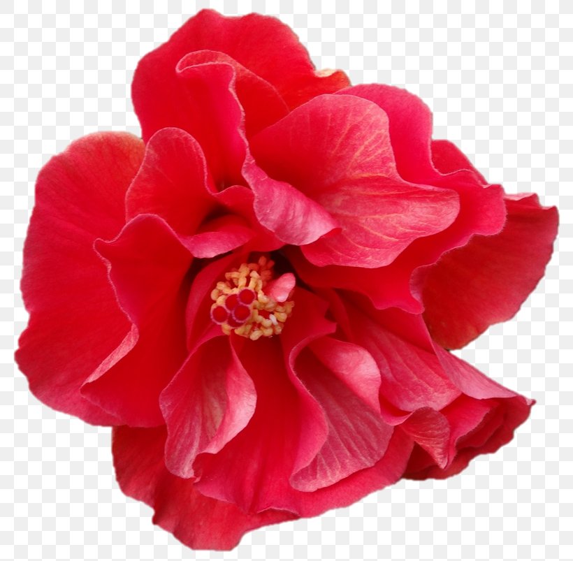 Pink Flower Cartoon, PNG, 795x803px, Japanese Camellia, Artificial Flower, Camellia, Cut Flowers, Family Download Free