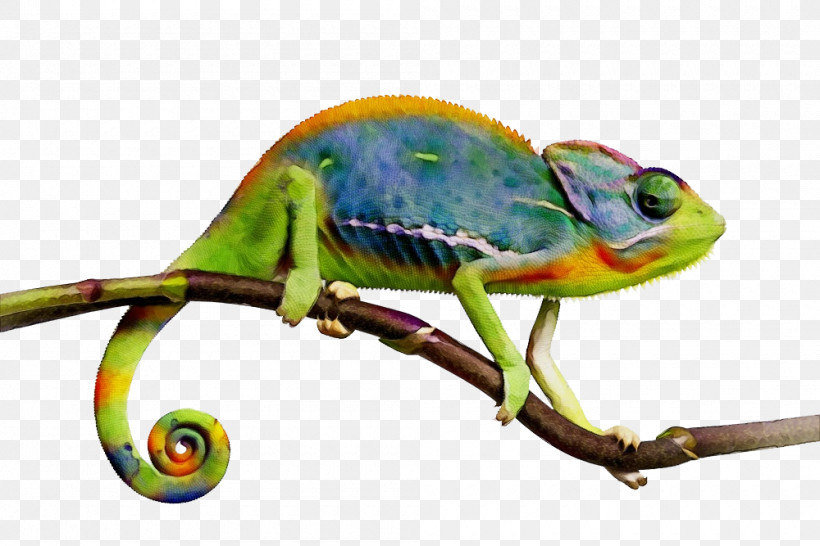Veiled Chameleon Lizards Panther Chameleon Cartoon Terrarium, PNG, 1000x667px, Watercolor, Cartoon, Chamaeleo, Chameleons, Cuteness Download Free