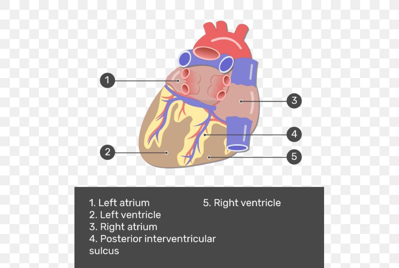 Coronary Arteries Posterior Interventricular Artery Heart Coronary Circulation, PNG, 513x550px, Watercolor, Cartoon, Flower, Frame, Heart Download Free