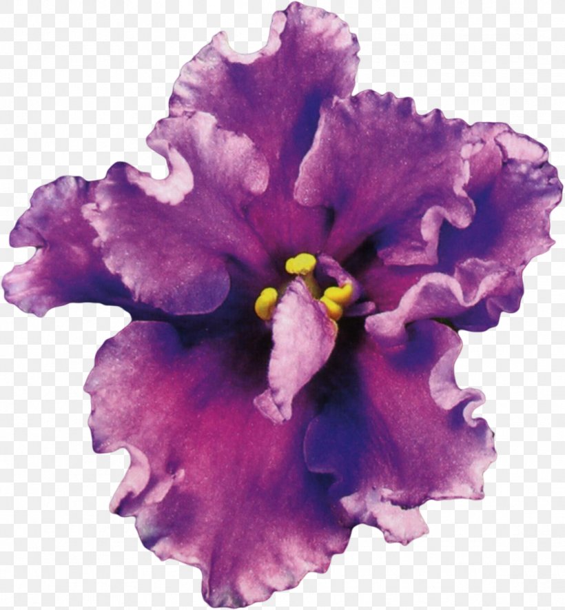 Wedding Violet Gift Jubileum Plant, PNG, 1111x1200px, Wedding, Cattleya, Cattleya Orchids, Flower, Flowering Plant Download Free