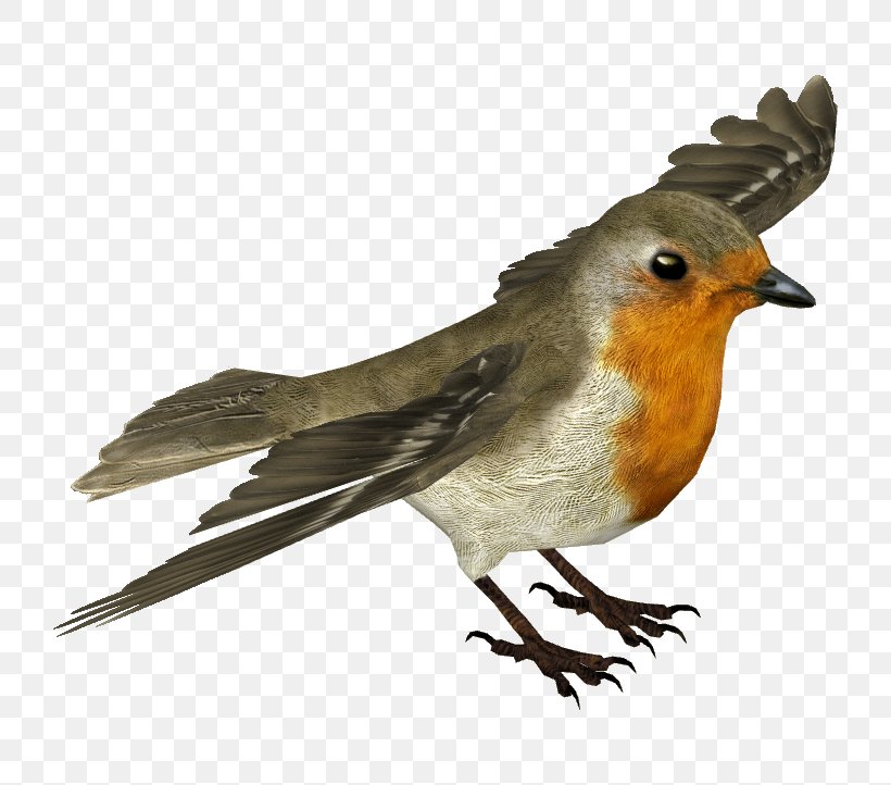 European Robin House Sparrow, PNG, 722x722px, European Robin, American Robin, American Sparrows, Beak, Bird Download Free