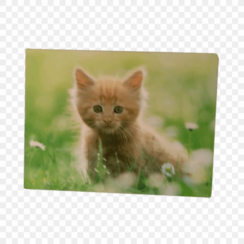 Kitten Whiskers Tabby Cat Domestic Short-haired Cat Maine Coon, PNG, 886x886px, Kitten, Carnivoran, Cat, Cat Like Mammal, Cuteness Download Free