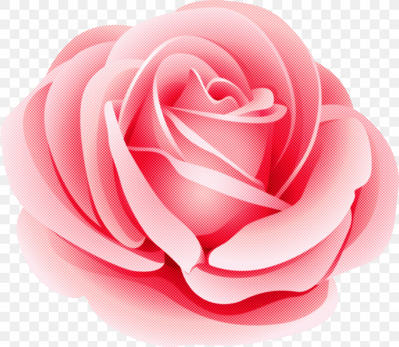 One Flower One Rose Valentines Day, PNG, 962x836px, One Flower, Camellia, China Rose, Closeup, Cut Flowers Download Free