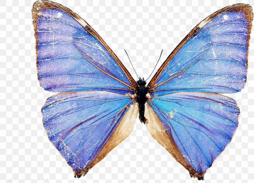 Peacock Butterfly Insect Menelaus Blue Morpho Scarce Morpho, PNG, 890x642px, Butterfly, Arthropod, Brushfooted Butterfly, Cabbage White, Celastrina Download Free