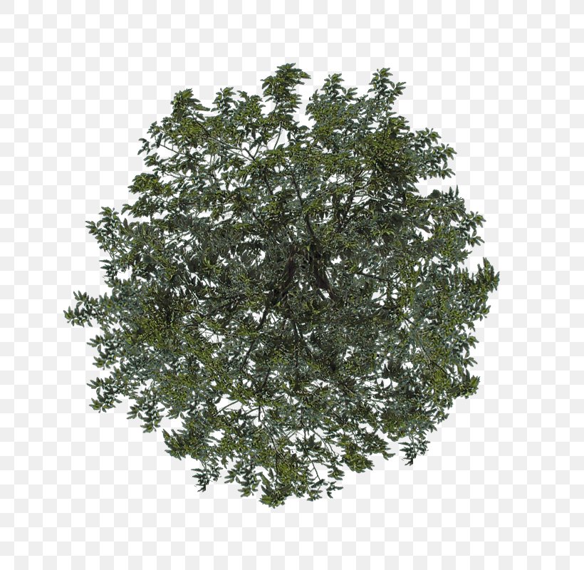 Shrub Leaf Branching, PNG, 800x800px, Shrub, Branch, Branching, Grass, Leaf Download Free