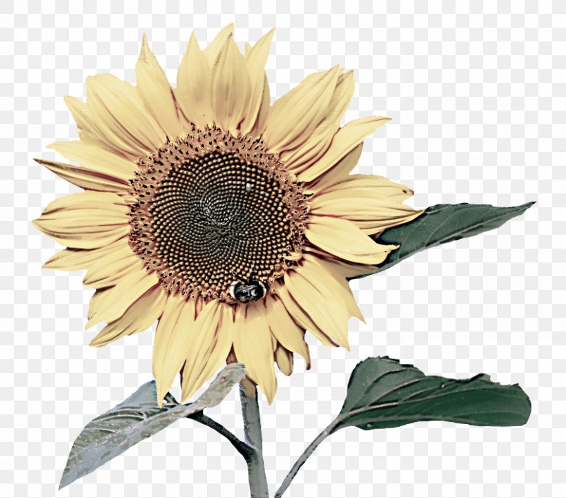 Sunflower, PNG, 850x748px, Sunflower, Asterales, Flower, Flowering Plant, Petal Download Free