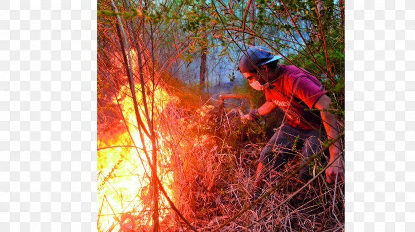 Wildfire A Forest Fire Concepción Hualqui, PNG, 1011x568px, Wildfire, Branch, Central Chile, Chile, Explosive Material Download Free