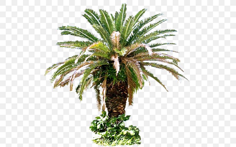 Arecaceae Tree Plant Sago, PNG, 512x512px, Arecaceae, Arecales, Art, Attalea Speciosa, Coconut Download Free