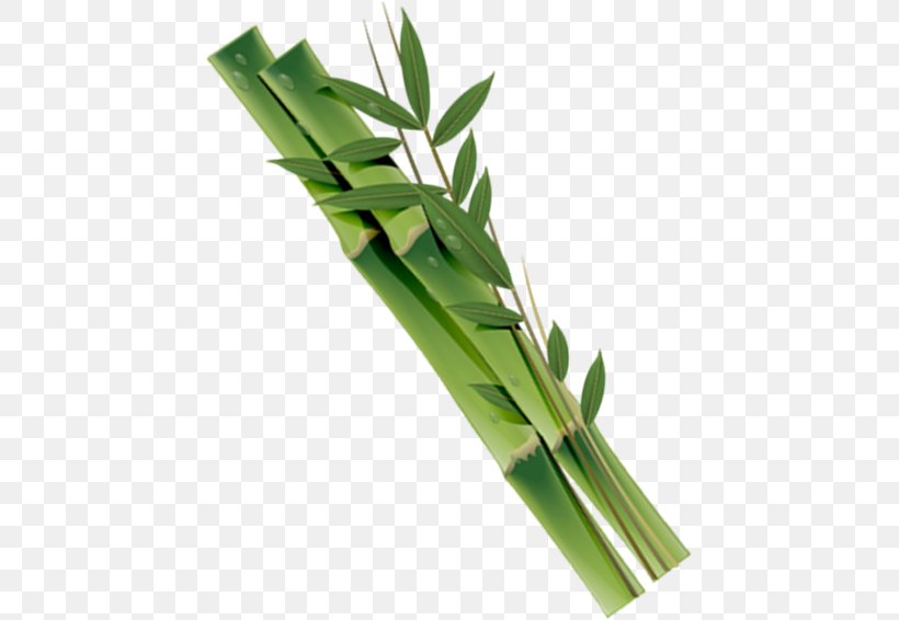 Download, PNG, 445x566px, Bamboo, Grass, Grass Family, Plant Stem, Resource Download Free